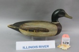 Illinois River Mallard