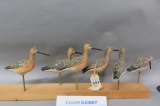 6 Cigar Daisey Shorebirds