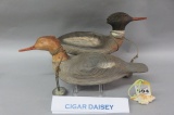 Pr. Cigar Daisey Mergansers