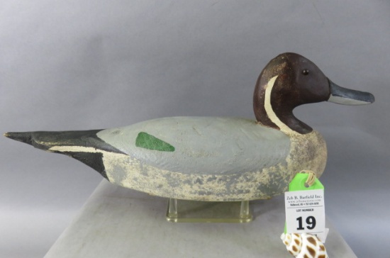 Chincoteague Pintail