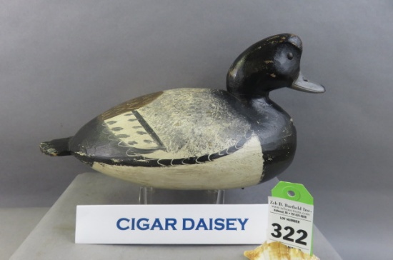 Cigar Daisey Bluebill