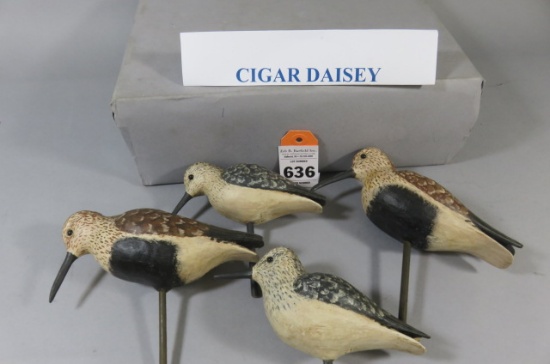 Cigar Daisey Shorebirds