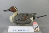 P. W. Marshall Pintail