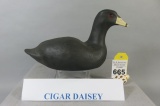Cigar Daisey Coot