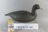 Crisfield, MD Coot