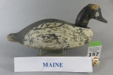 Maine Goldeneye