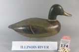 Illinois River Mallard