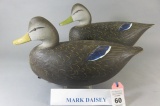 Pr. Mark Daisey Black Ducks