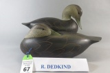 Pr. R. Dedkind Black Ducks