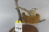 Robert  Clark White Crowned Sparrow