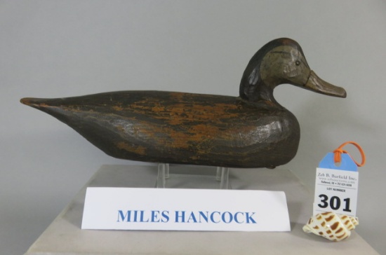 Miles Hancock Black Duck