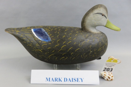 Black Duck by Mark Daisey