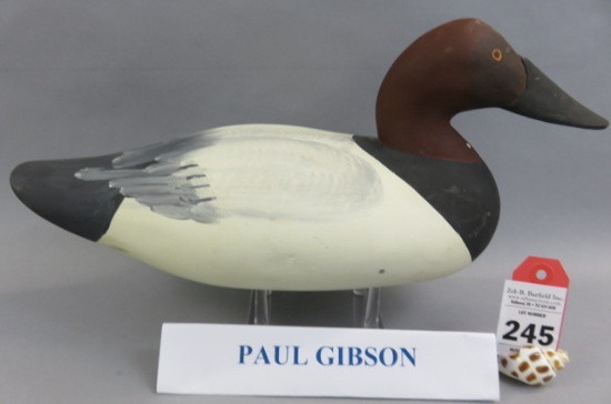 Canvasback by Paul Gibson