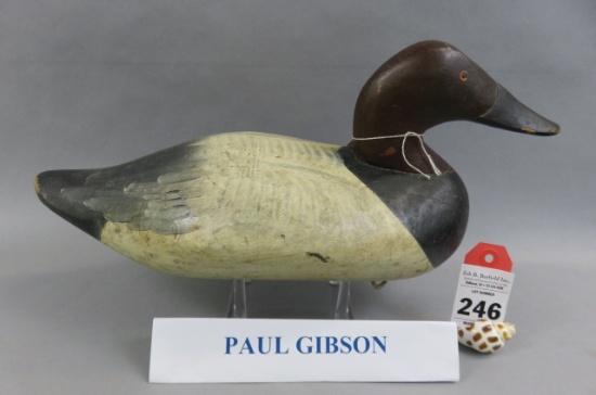 Canvasback by Paul Gibson