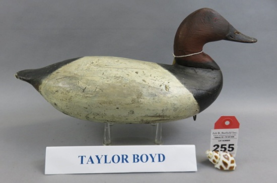 Canvasback by Taylor Boyd