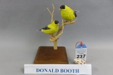 Songbird by Donald Booth