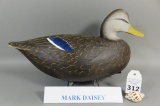 Black Duck by Mark Daisey