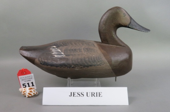 Canvasback by Jess Urie