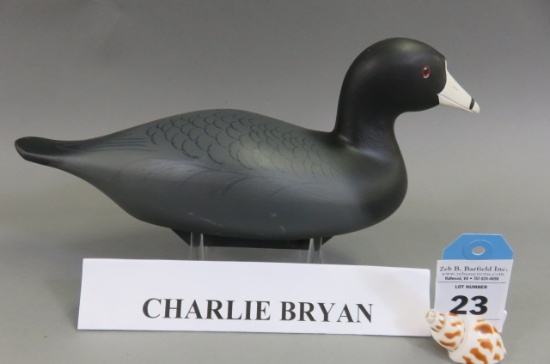 Coot by Charlie Bryan