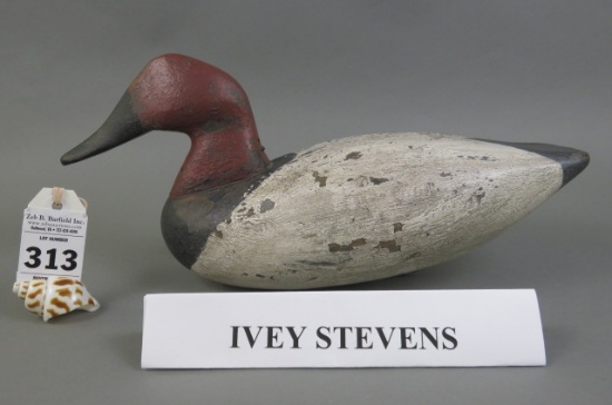 Ivey Stevens Canvasback from NC