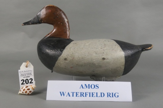 Canvasback from the Amos Waterfield Rig