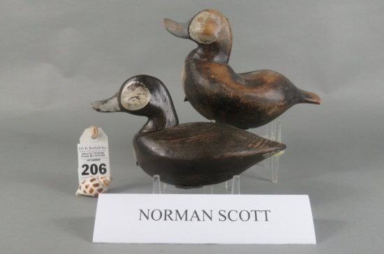 Ruddy Ducks by Norman Scott