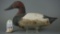 Upper Bay Canvasback