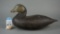 Unknown Black duck