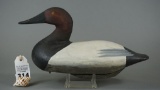 Upper Bay Canvasback