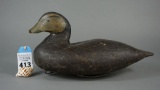 Unknown Black duck