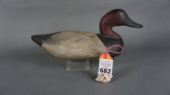 Canvasback from the Upper Bay