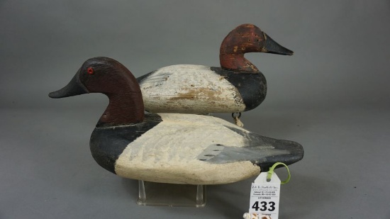 Canvasbacks from the Upper Bay