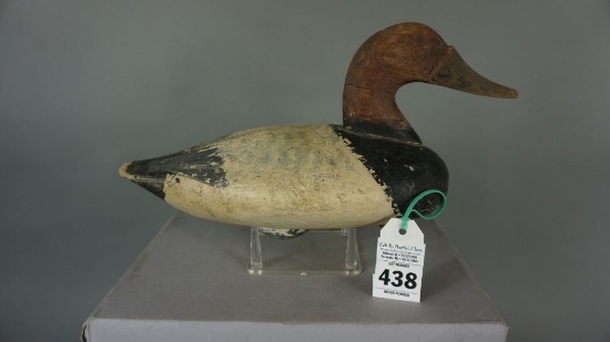 Canvasback by John Glenn