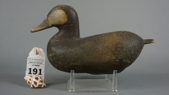 Ruddy Duck signed LC