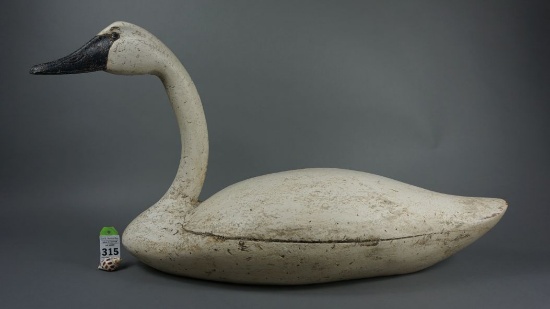 Swan Unknown