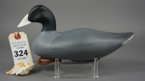Coot by Dan Carson