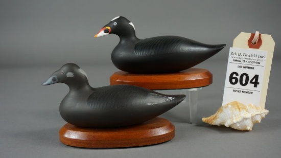 Surf Scoters by Pat Vincenti