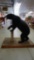 Bear Cub Taxidermy