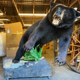 Awesome Taxidermy Black Bear