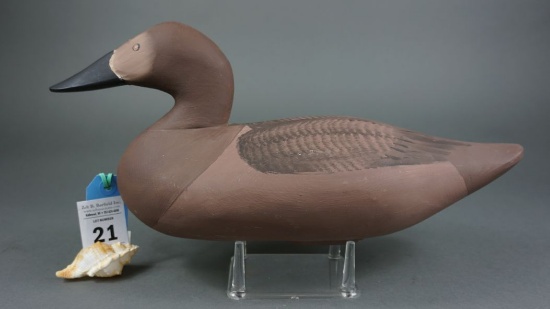 Canvasback by Paul Gibson