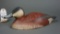 Ruddy Duck by Zack Ward