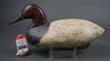 Canvasback from Upper Bay