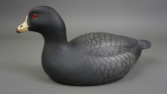 Coot by Oliver Lawson