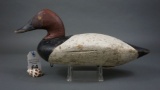 Canvasback from the Holly Family