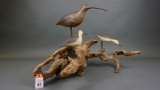 Shorebird Display