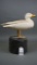 Herring Gull by Bill Cranmer