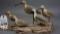Shorebirds by Bob Seabrook