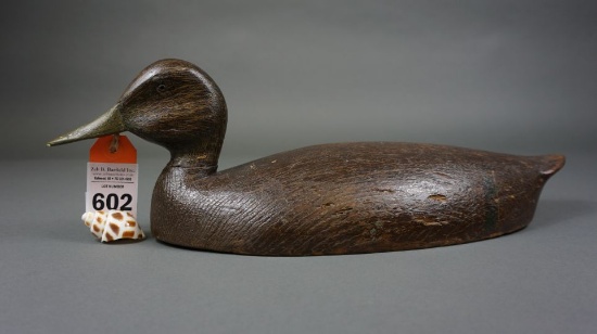 Blackduck by Harve Daverne