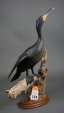 Cormorant by C W Waterfield