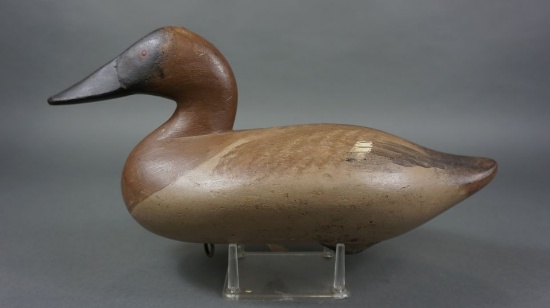 Canvasback by Madison Mitchell